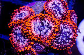 Utter Choas a beautiful strain of Zoas that fit into the Palythoa category more than zoanthids.